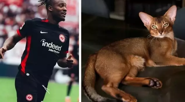 The whole country united as one for Batshuayi's cat.