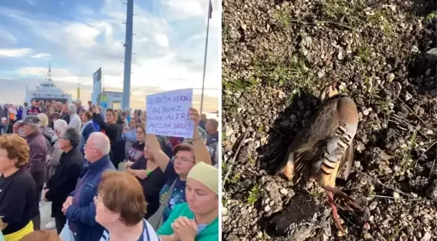 Hunters who came to Paşalimanı Island for partridge hunting were protested.