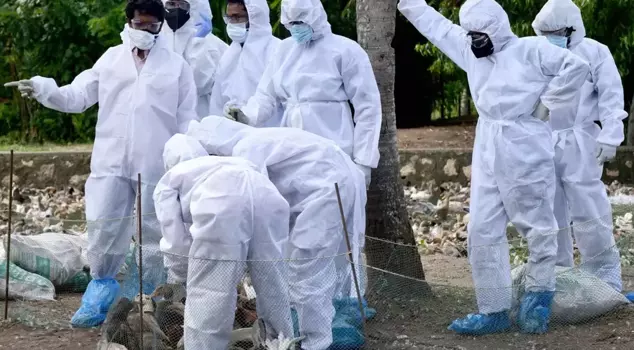 In Germany, the number of animals culled due to the bird flu outbreak has exceeded 500,000.