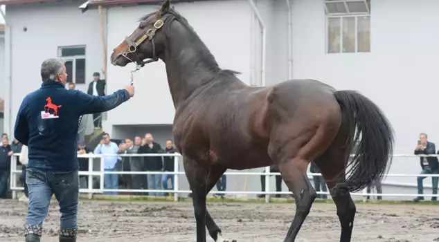 The legendary foal that earned 25 million dollars in offspring has been brought to Turkey.