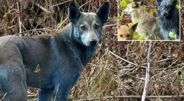 The dogs in Chernobyl suddenly turned blue! Scientists are on alert.