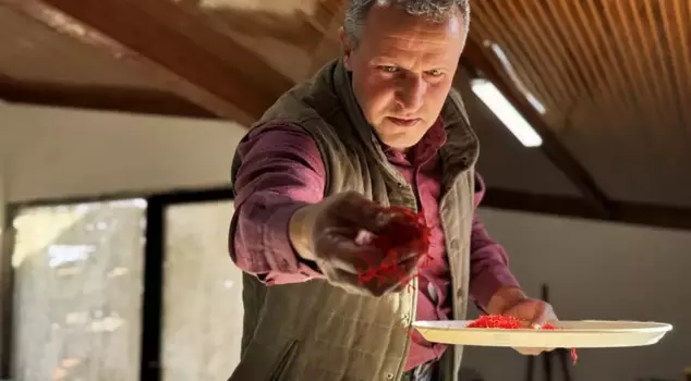 The harvest of the EU-certified product continues, and the price has reached 600 TL per gram.