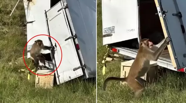 The truck overturned, and the escaped experimental monkeys put the country on alert.