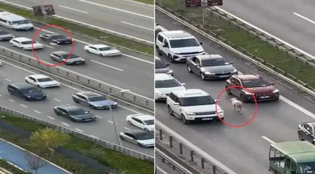 No one understood where it came from! It caused chaos in the traffic.