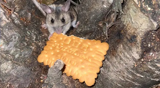 He fed the endangered mouse with a Turkish delight cookie.