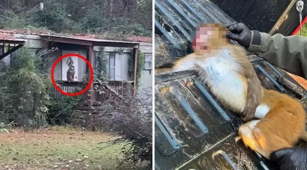 The mother killed the sick monkey to protect her children.