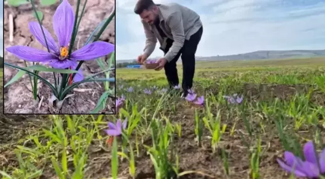 That province will officially rise to prominence! Those who hear the price say, 