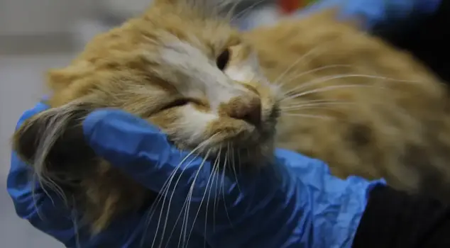 A needle in a haystack! AIDS detected in a cat.