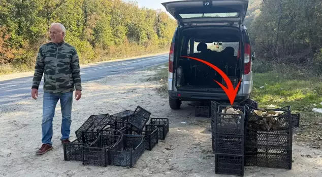 They can find 3 pieces after wandering around for hours! It's sold by the gram, not by the kilo.