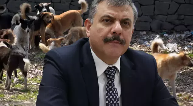 Erzurum Governor Çiftçi: All stray animals in the province have been collected.