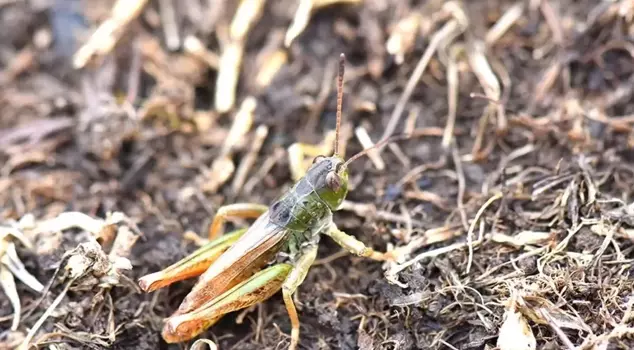 A new species of grasshopper has been discovered in the Black Sea.