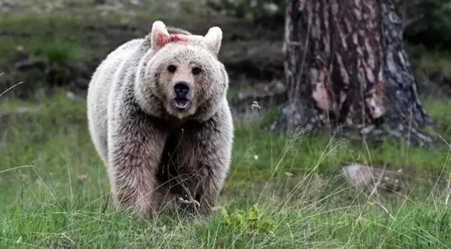 Japan has granted police officers permission to use firearms against bear attacks.