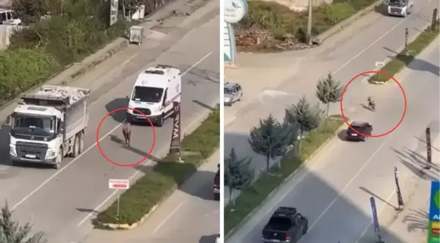 It escaped from its owner's hand and caused a traffic chaos.