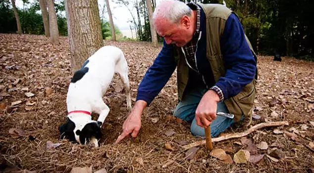 It is found by searching with dogs in the forests and is sold for 345,000 TL per kilogram.