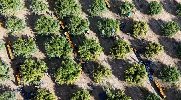 The workers' strike left the fruit on the branch! The price dropped to as low as 3 lira per kilogram.