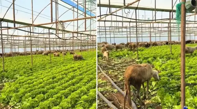 Ürün para etmeyince seraya koyun sürüsünü saldı. 

Продукция не стала приносить прибыль, и он выпустил стадо овец в теплицу.