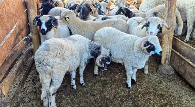 جامعة توكات غازي عثمان باشا أنشأت منشأة لإنتاج الأغنام المسجلة من نوع كارايكا.
