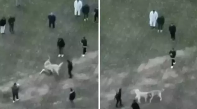 The individuals organizing dog fights were caught by a gendarmerie drone.