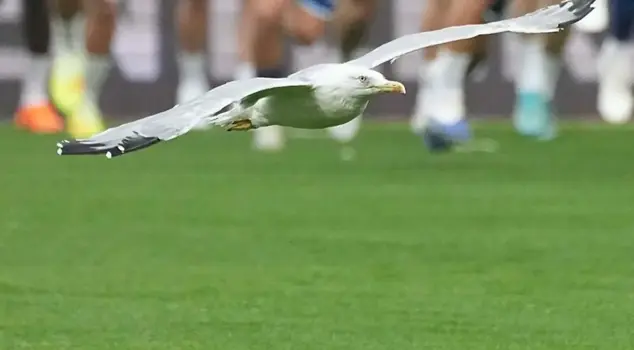 The uninvited guest that overshadowed the Beşiktaş-Samsunspor match! It brought to mind Süleyman Seba's words.