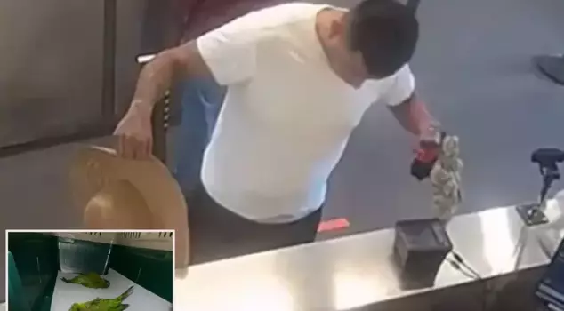 He tried to cross the border with smuggled parrots in his underwear.