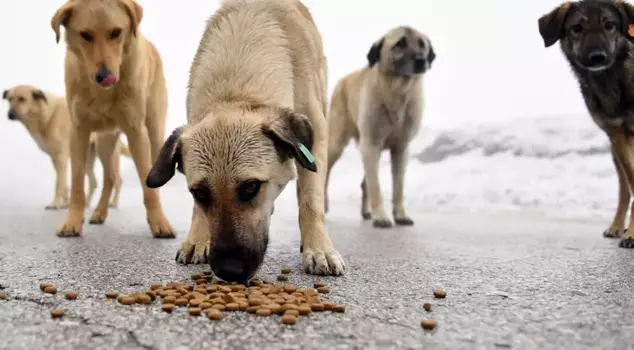 The Istanbul Governorship announced: Feeding street dogs uncontrollably has been banned.