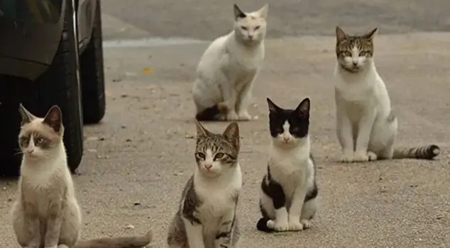 New Zealand will kill 2.5 million cats by 2050.
