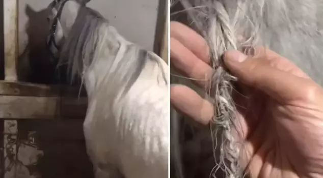 Image from Turkey: The citizen heading to the barn was stunned by the sight he encountered.