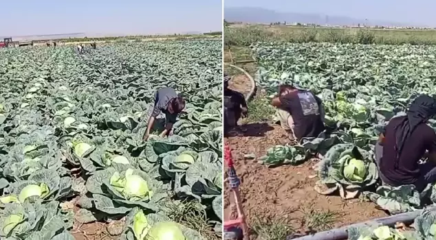 The farmer, who cannot find workers with a daily wage of 4,000 lira, has rebelled.