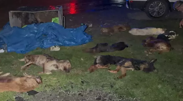 In Samsun, nine dead dogs were found in a trash container.