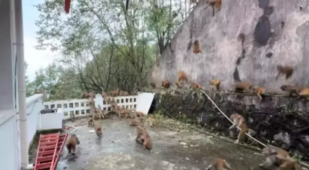 100 monkeys suddenly came down from the mountain: Tourists fled in panic.