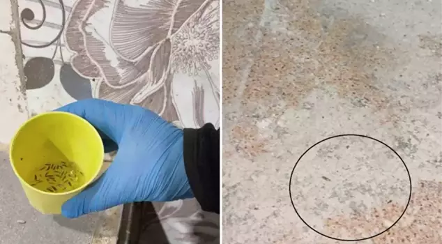 During the bakery inspection, there were nauseating images, and the inspectors couldn't finish counting the different types of insects.