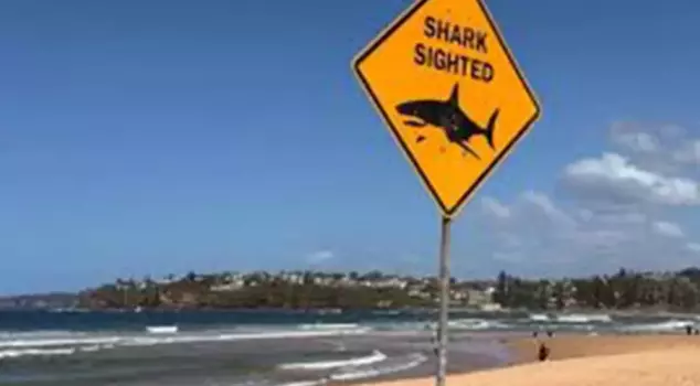 Shark attack in Australia: 1 woman has lost her life.