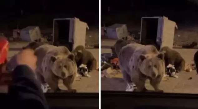 The sausage became the target of the bear that wanted to give it! Moments that take your breath away captured on camera.