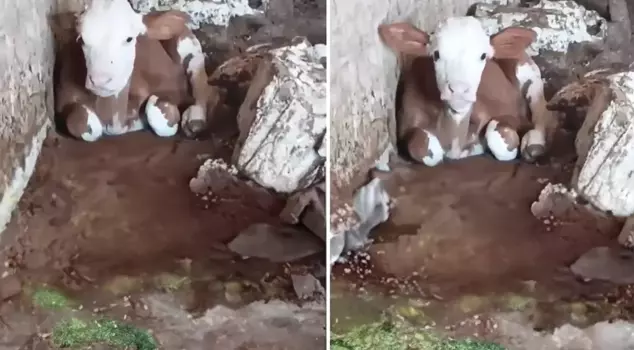 Unfortunate calf: Even its mother doesn't want it because of its appearance.