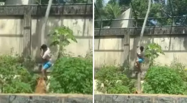 His passion became his end! He climbed over a 6-meter wall and entered the lion's cage; the aftermath was a disaster.