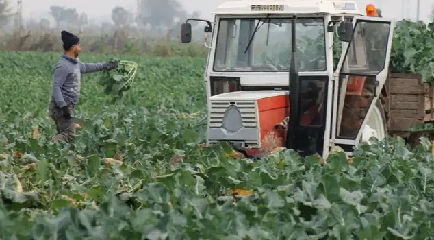 The citizen is troubled! Broccoli sold for 10 lira in the field is 70 lira in the city center.
