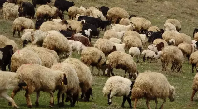 A frightening outbreak in the neighborhood: hundreds of thousands of sheep and goats have been culled.