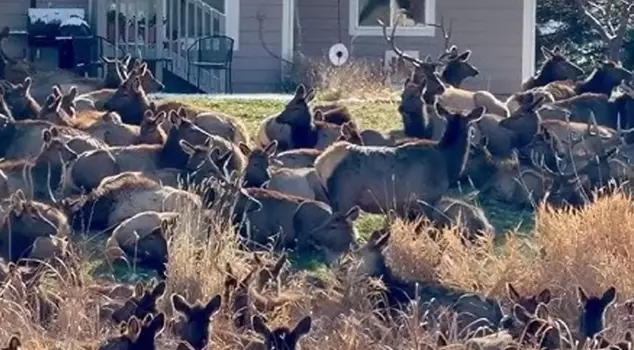 A deer alert has been issued in the USA; a massive herd has invaded gardens.