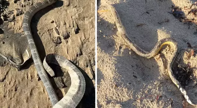 An event like a sign of the apocalypse! They are washing up on the shore one by one.