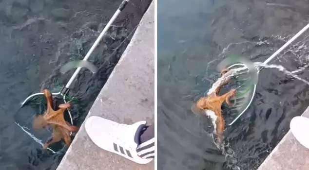 The images are from Turkey! Their size left us speechless.