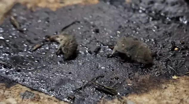 Disgusting hygiene scandal in Kilis: Mice found in underground production.