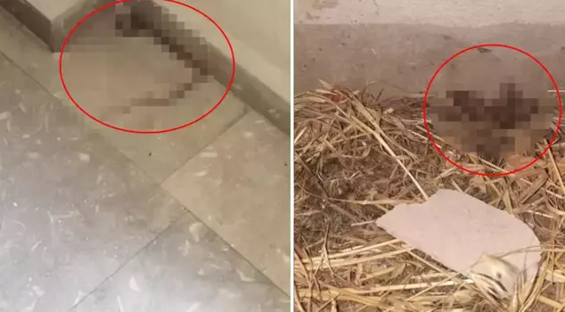 The footage allegedly taken in the girls' dormitory is alarming.