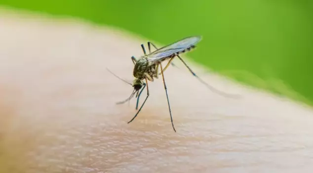 In Cuba, 33 people have died due to mosquitoes.