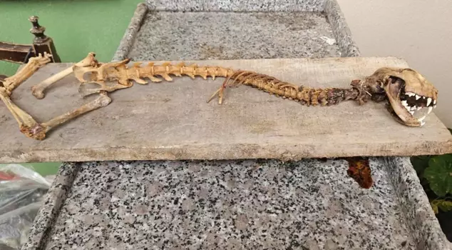 The villager who found it in the barn was frozen in shock! It was 55 centimeters tall and had predatory teeth.