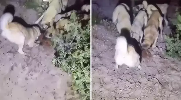 The special protected species of kangals was recorded after being torn apart.