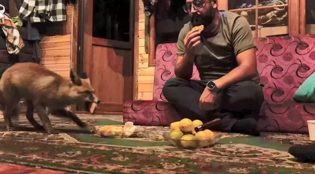 A warm story on the mountain: The fox entered the hut and became Tilko.