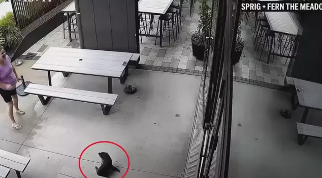 A baby seal that entered a bar in New Zealand caused a commotion!