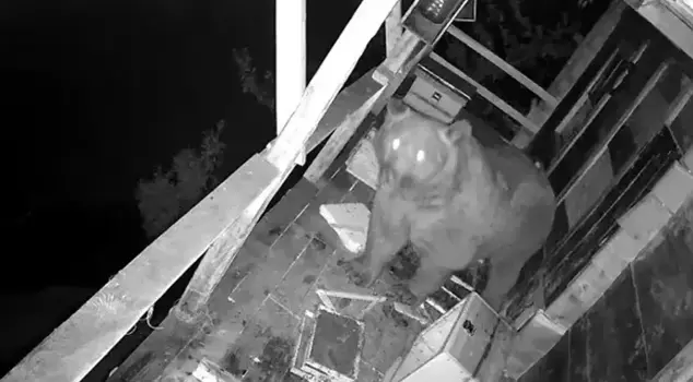 In Trabzon, a hungry bear broke into a balcony and ate the honey.