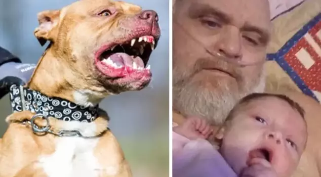 Seven pit bull dogs in the U.S. mauled and killed a grandfather and his 3-month-old grandson.