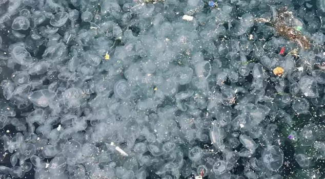 A frightening sight in the heart of Istanbul! Thousands washed up on the shore.